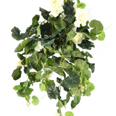 geranium hanging bush136 1 scaled
