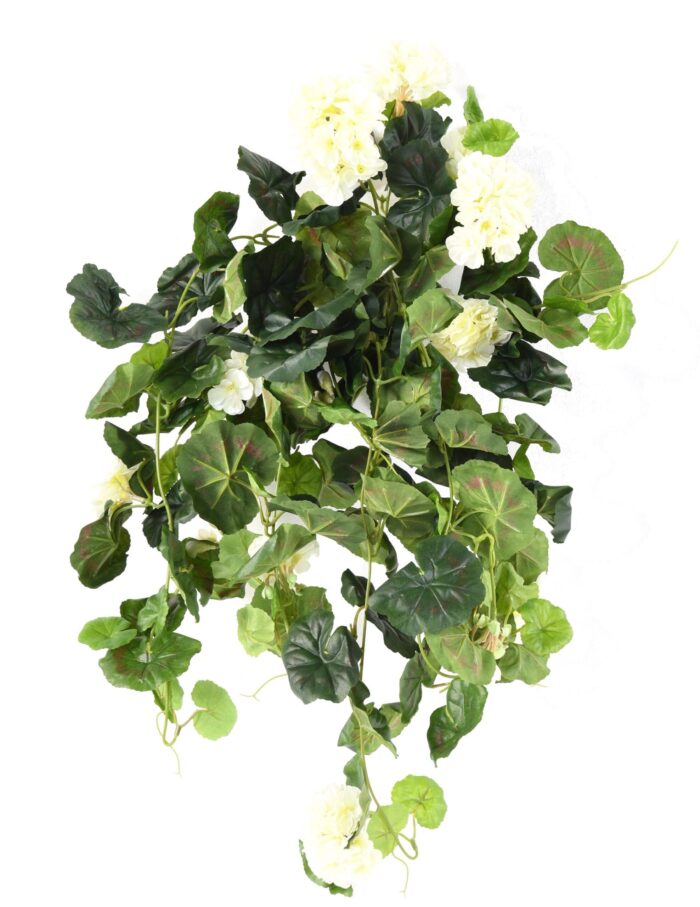 geranium hanging bush136 1 scaled