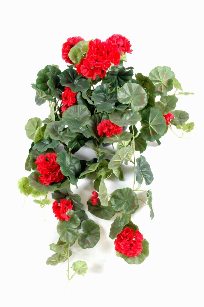 geranium hanging bush136 2 scaled