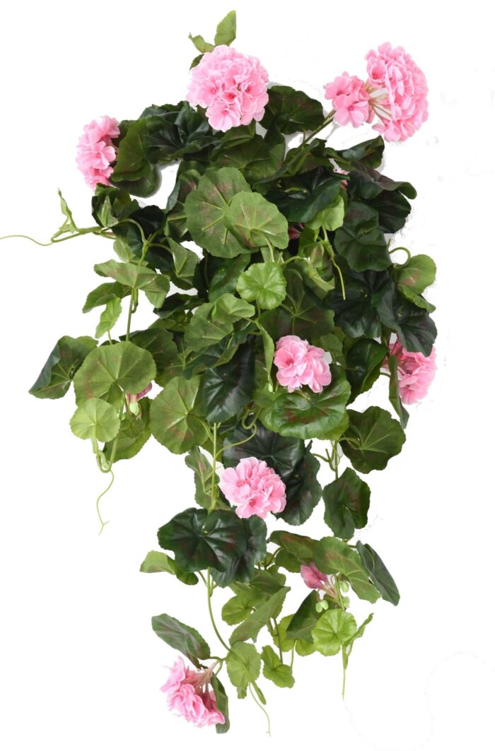 geranium hanging bush136 scaled
