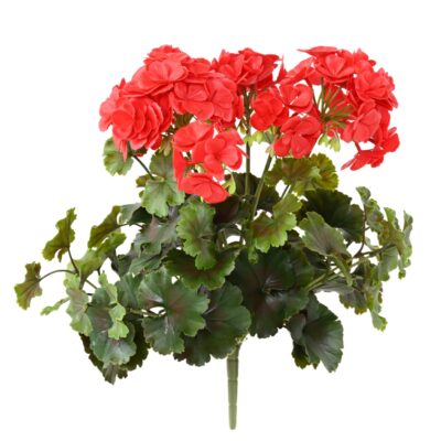 geranium uv 1 scaled