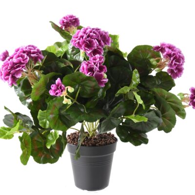 geranium115 2 scaled