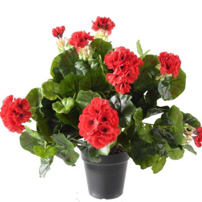 geranium115 4 scaled