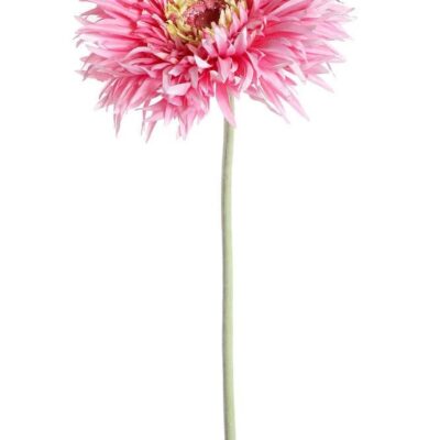 gerbera amazonica