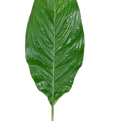 giant leaf spathiphyllum 105 scaled