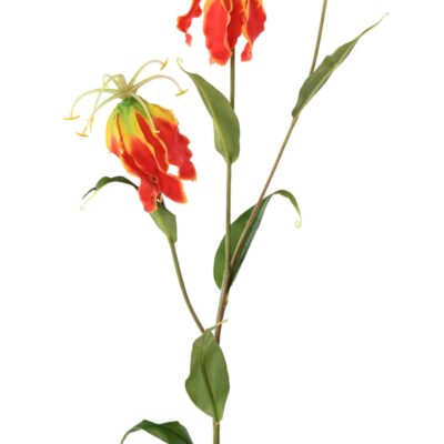 gloriosa 1 scaled