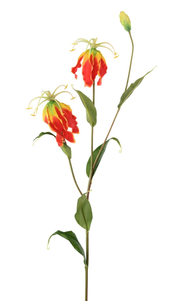 gloriosa 1 scaled