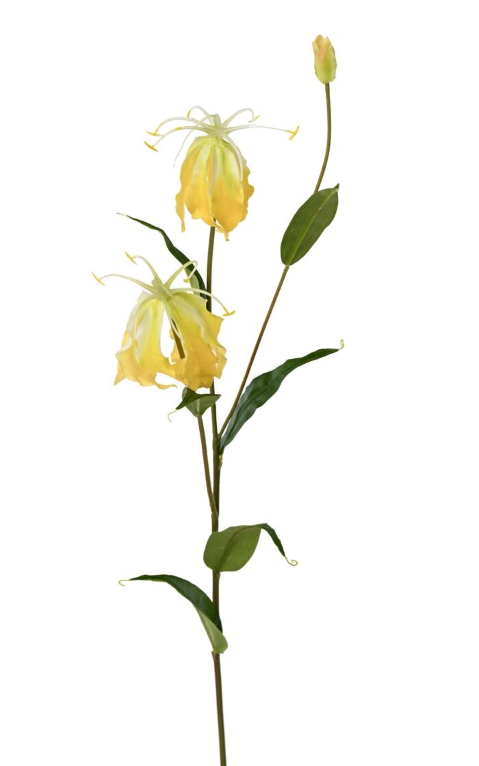 gloriosa 2 scaled