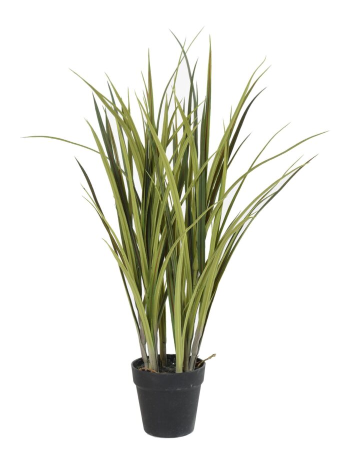 grass potee scaled