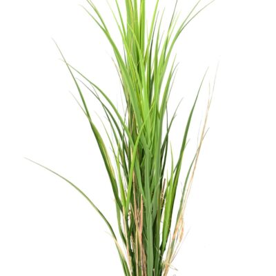 grass wide 115 scaled