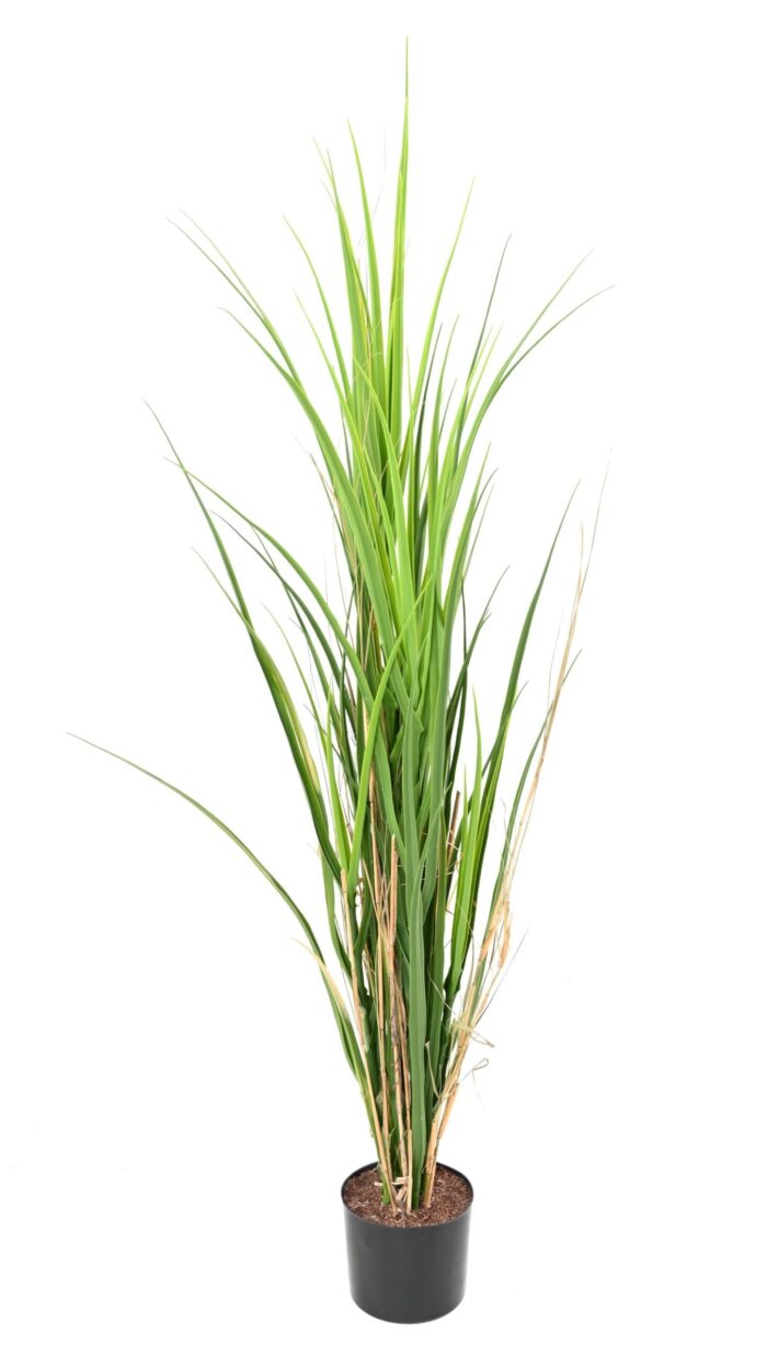 grass wide 115 scaled