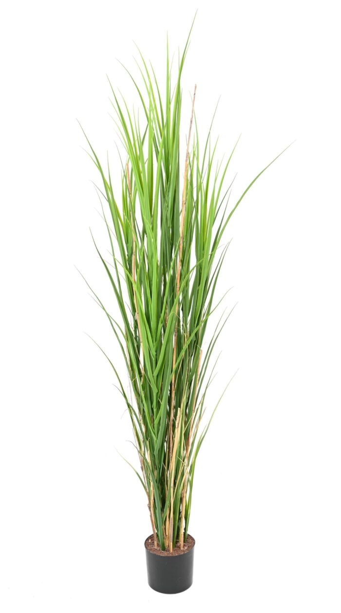 grass wide 165 scaled