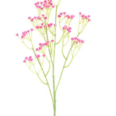 gypsophila 60 1 scaled