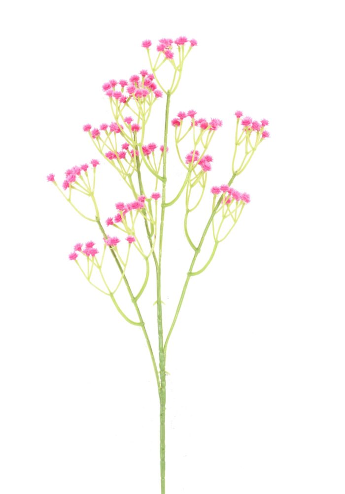 gypsophila 60 1 scaled