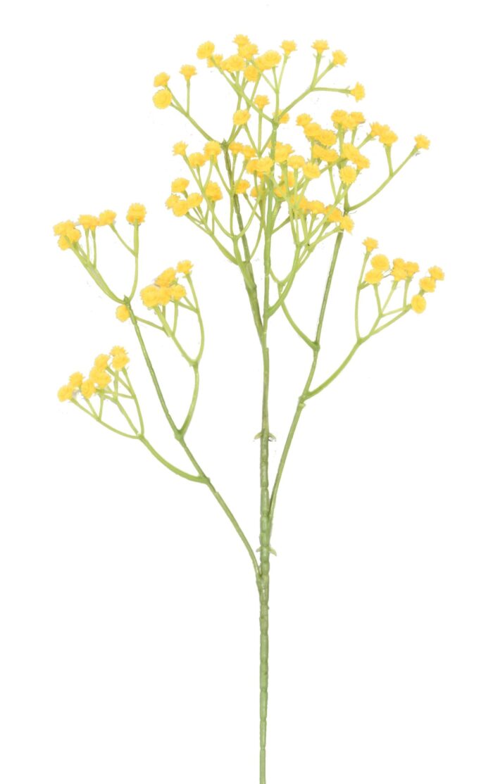 gypsophila 60 2 scaled