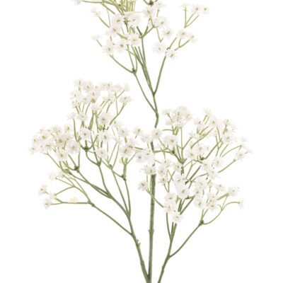 gypsophila 60 3 scaled