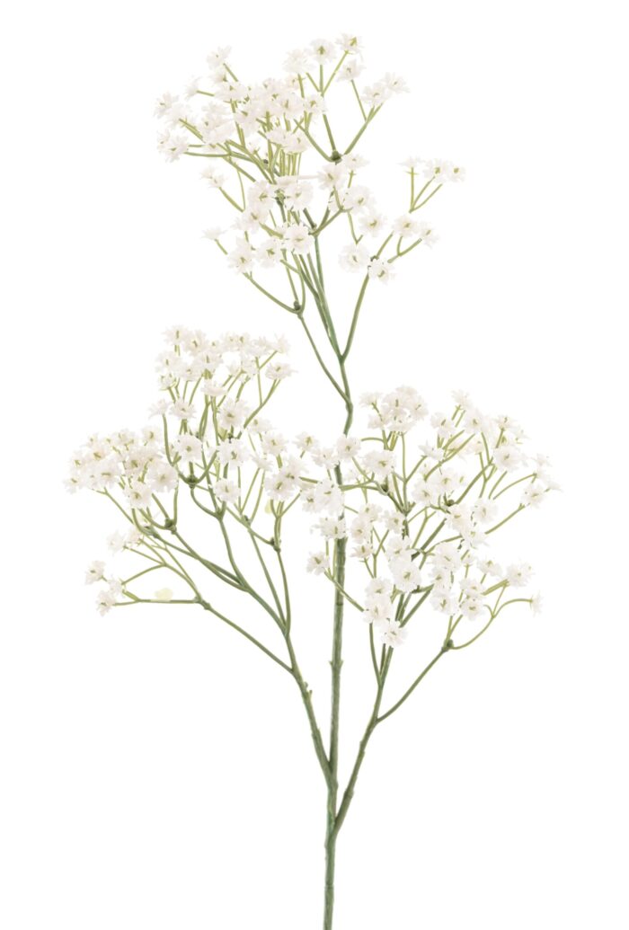 gypsophila 60 3 scaled