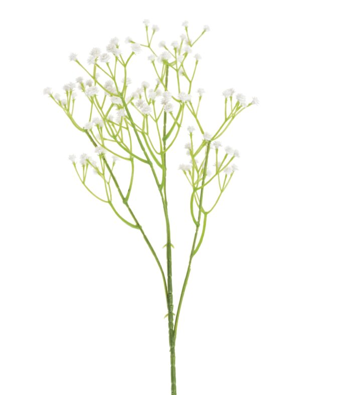 gypsophila 60 scaled