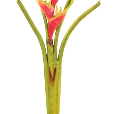 heliconia scaled
