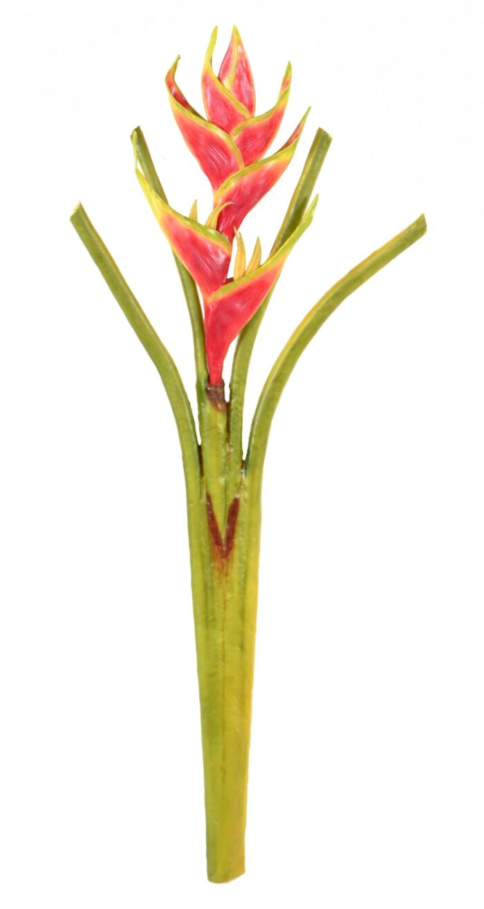 heliconia scaled