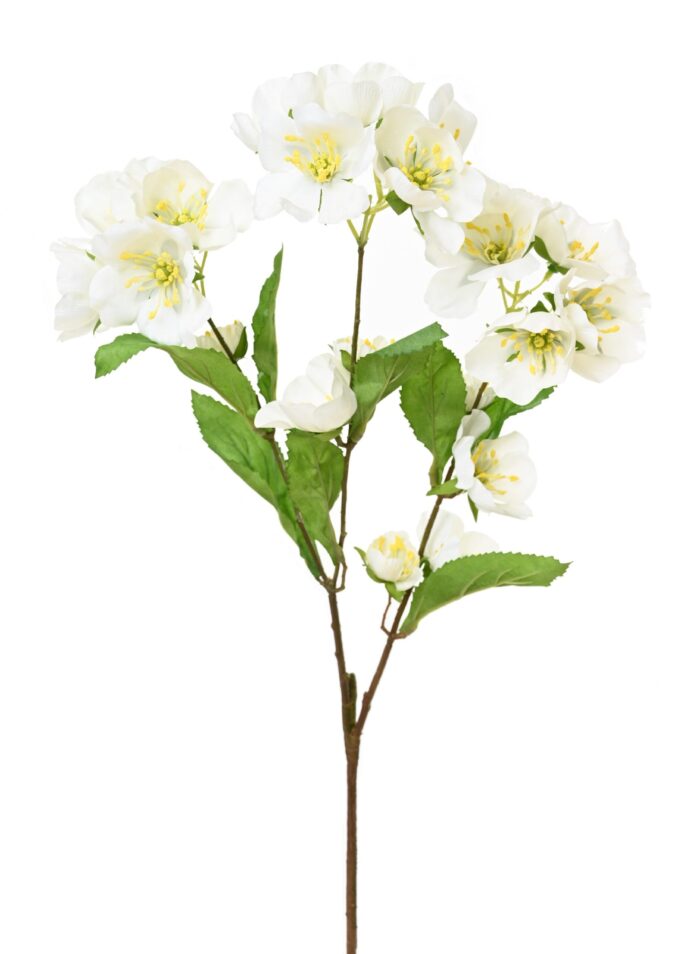helleborus 1 scaled