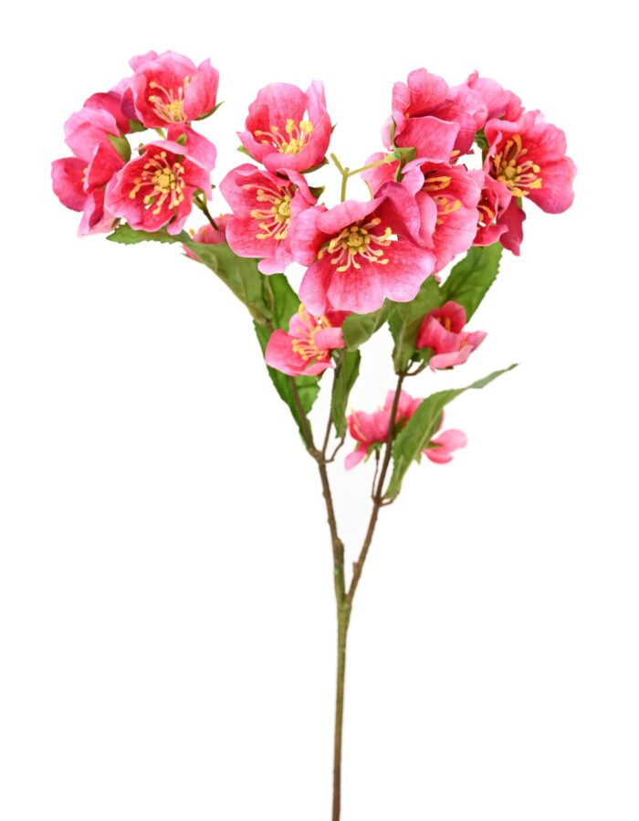 helleborus 2 scaled