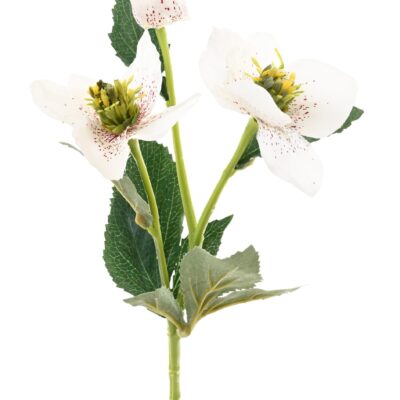 helleborus 3 scaled