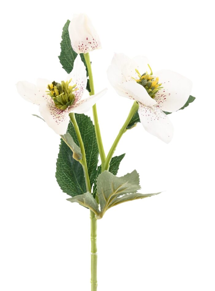 helleborus 3 scaled