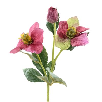 helleborus 4 scaled