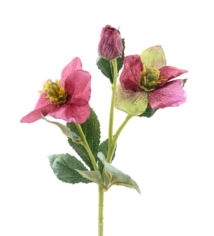 helleborus 4 scaled