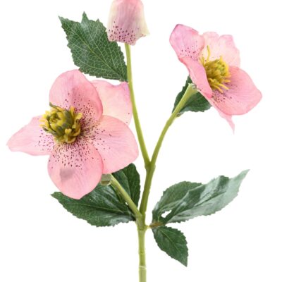 helleborus 5 scaled