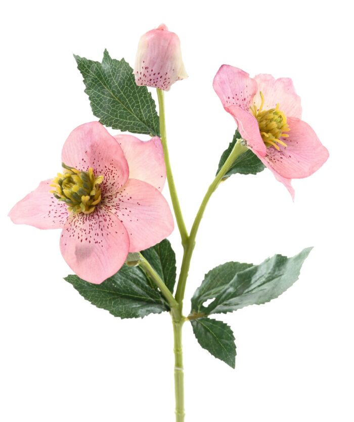helleborus 5 scaled