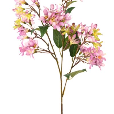 hoheria stardust 1 scaled