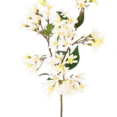 hoheria stardust scaled