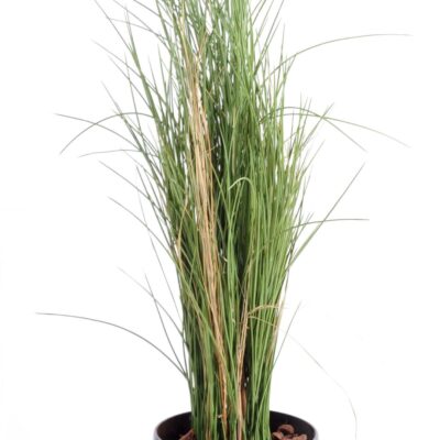 honey grass grass 1 scaled