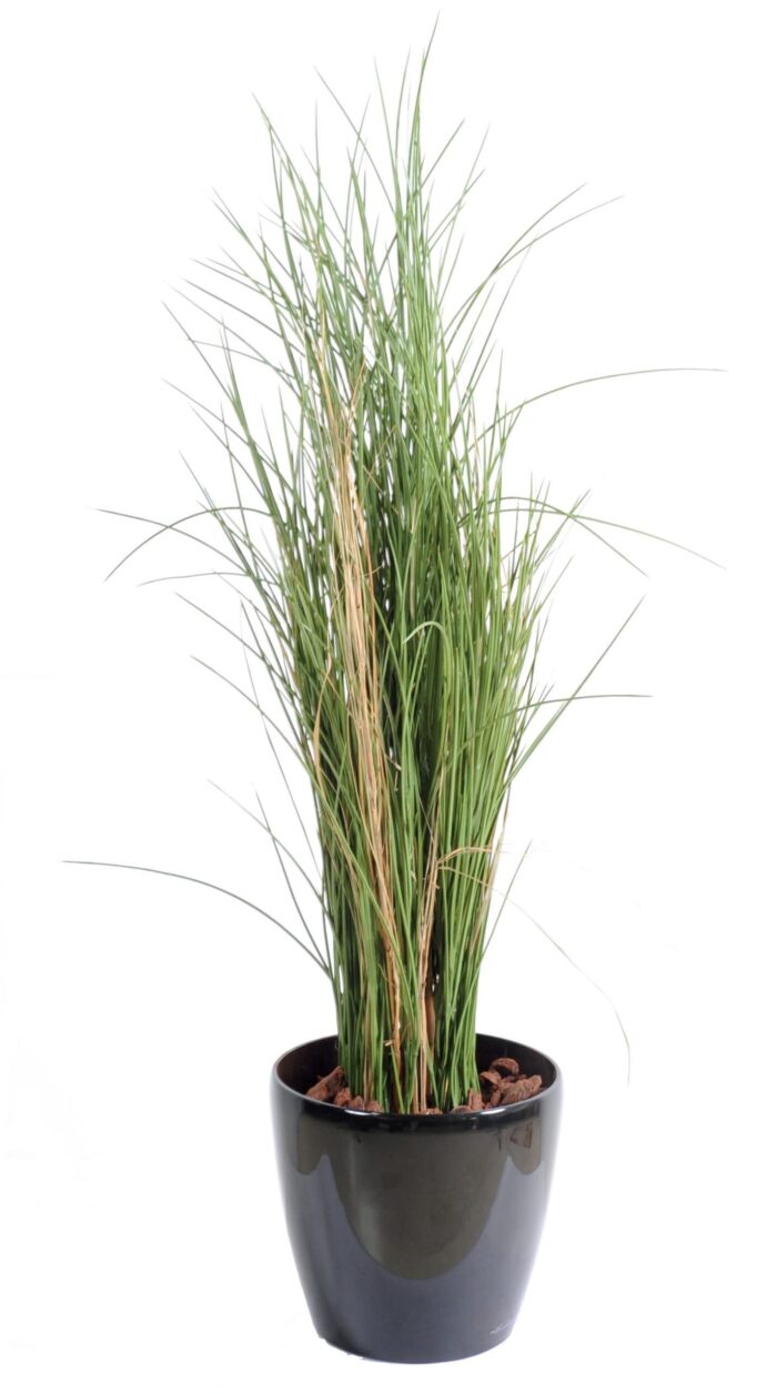 honey grass grass 1 scaled
