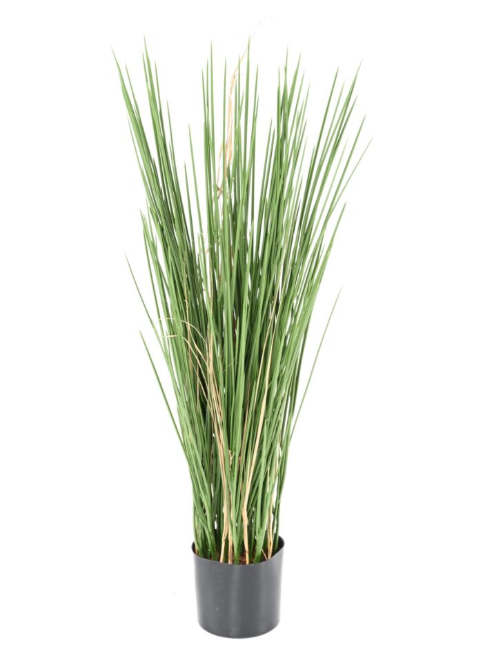 honey grass grass scaled