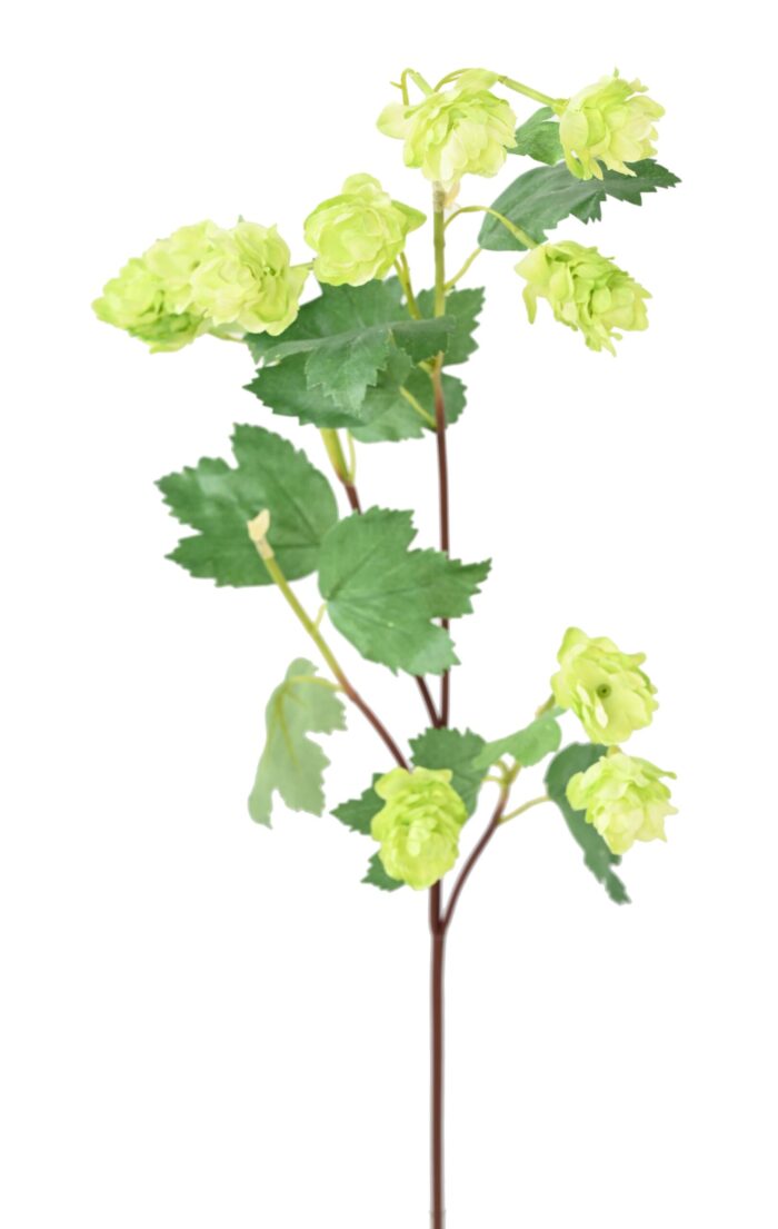 hops hop flower scaled