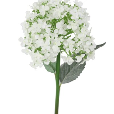 hortensia 55 1 scaled