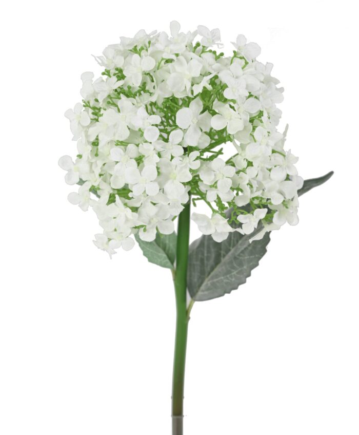 hortensia 55 1 scaled