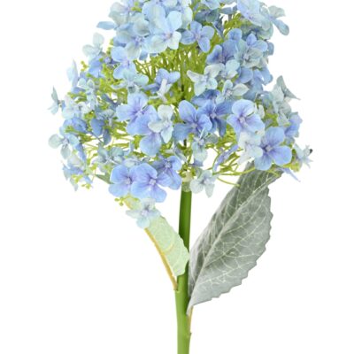 hortensia 55 2 scaled