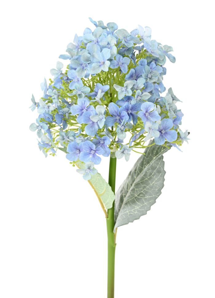 hortensia 55 2 scaled