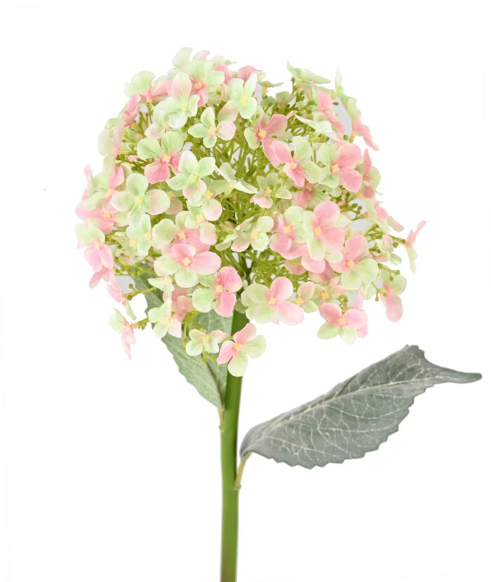 hortensia 55 scaled