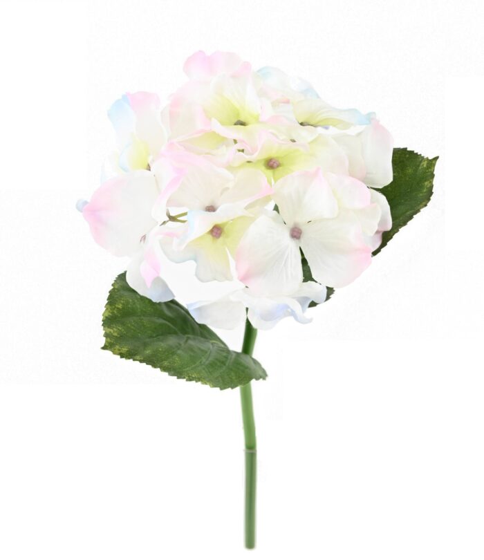 hortensia tc2 1 scaled