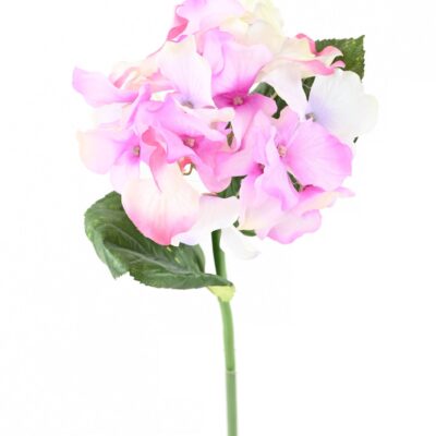 hortensia tc2 scaled