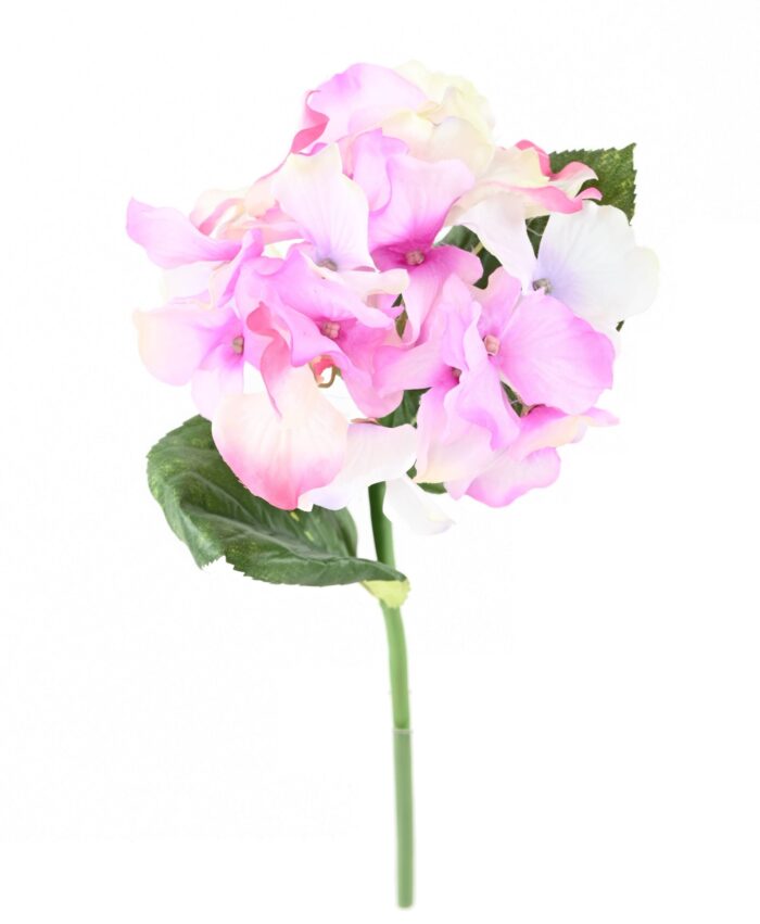 hortensia tc2 scaled