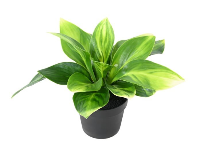 hosta pot scaled