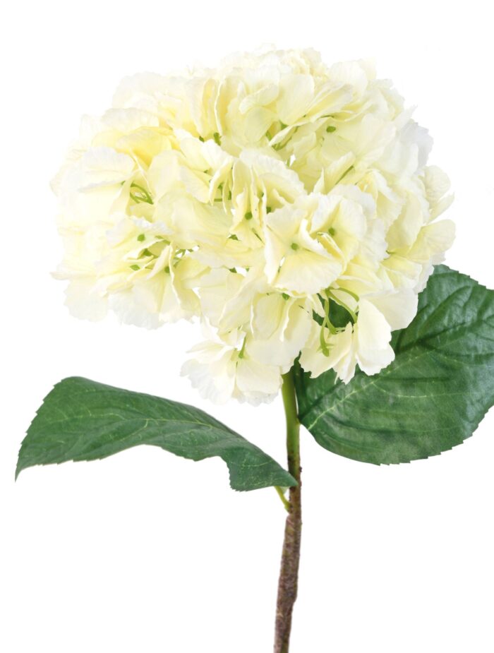 hydrangea 1 scaled