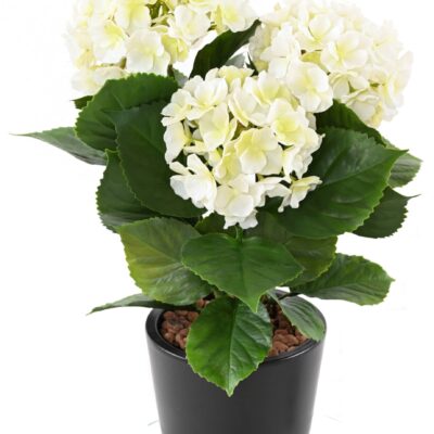 hydrangea 3t 45 uv resistant scaled