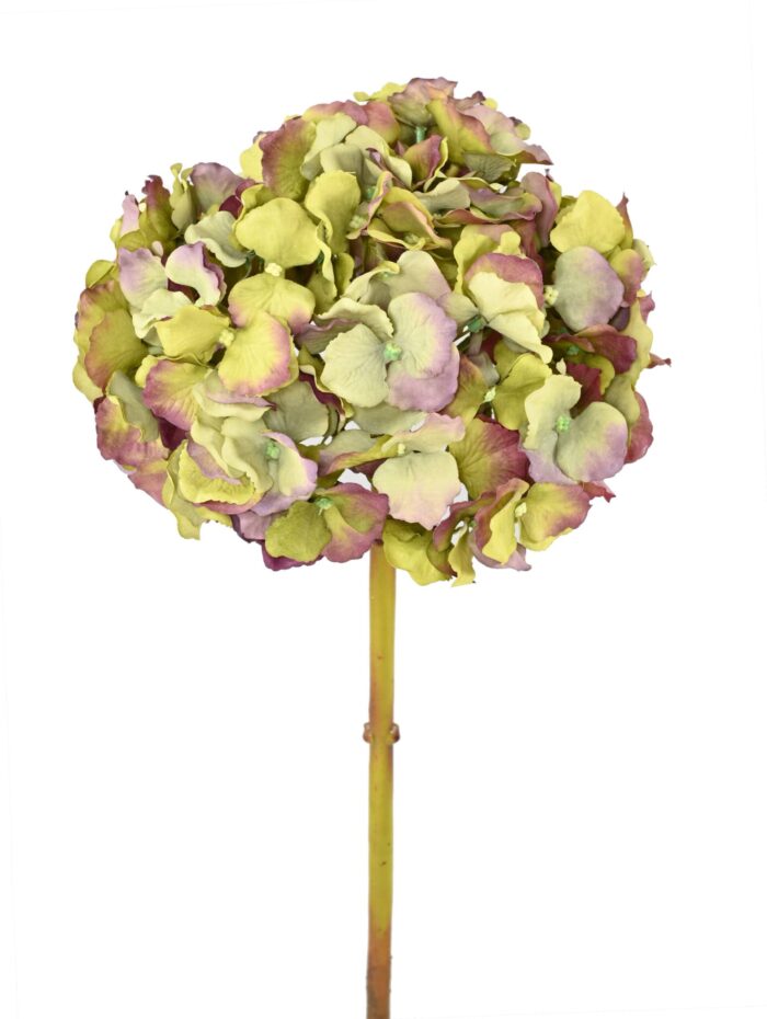 hydrangea 45 1 scaled